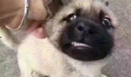 狗狗吃瓜表情视频下载免费,狗狗吃瓜表情视频萌动全网